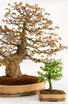 Bonsai Do Bonsai Workshops Und Zubehor In Erfurt