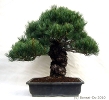 Pinus