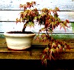 Acer palmatum