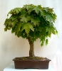 Acer platanoides