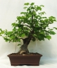Corylus