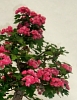 crataegus