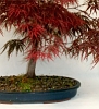 Acer palmatum dissectum