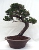 Juniperus