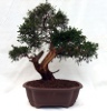 Juniperus