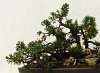 Juniperus chin. grp.