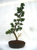 Juniperus chin.