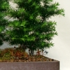 Pinus nigra