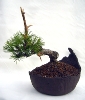 Pinus mugo
