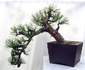Pinus nigra