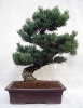 Pinus