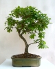 Quercus