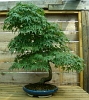 Acer palmatum