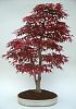 Acer palmatum deshojo