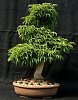 Acer palmatum shishigashira